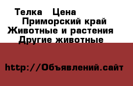 Телка › Цена ­ 40 000 - Приморский край Животные и растения » Другие животные   